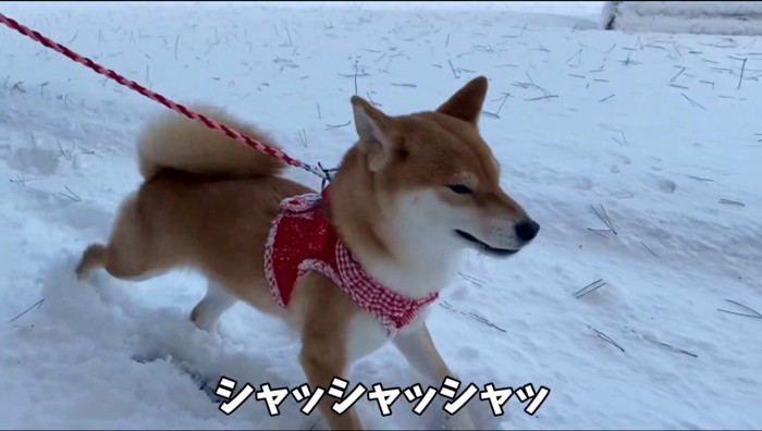 後ろ足で雪を蹴り上げる犬