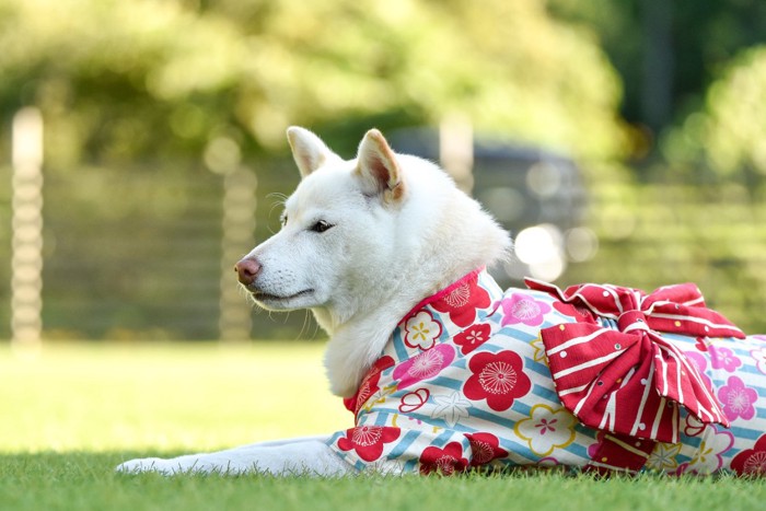 着物を着てドッグランにいる犬