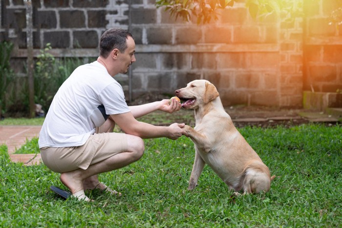 芝生の上でお手をする犬