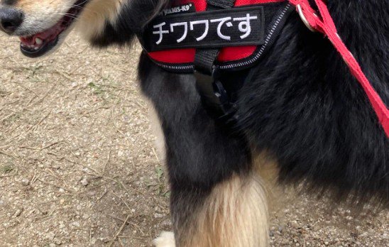 「チワワです」の名札