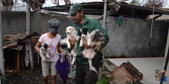 たくさんの犬を抱えた人