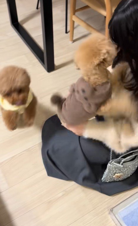 モコちゃんと飼い主さんの再会2