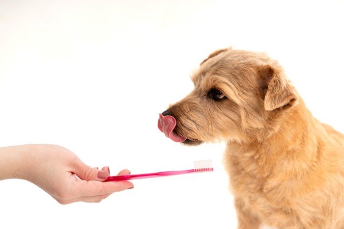 歯ブラシを見ると舌なめずりをする犬