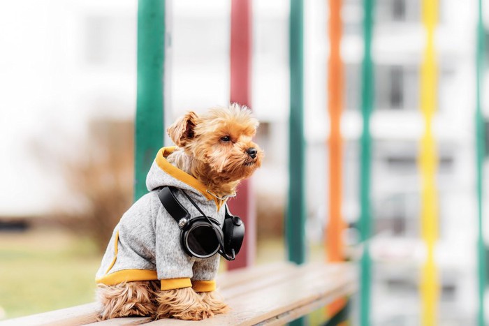 洋服を着てベンチに座る犬