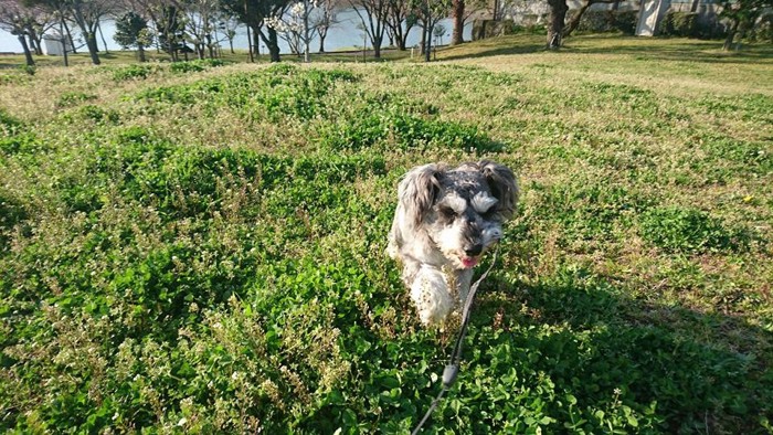 草原に犬