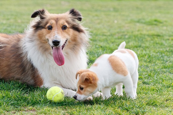 成犬と子犬、芝生、テニスボール