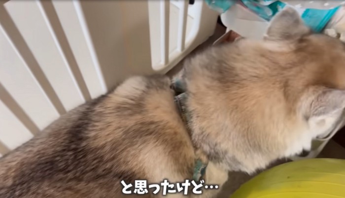 ベビーエリアを確認する犬