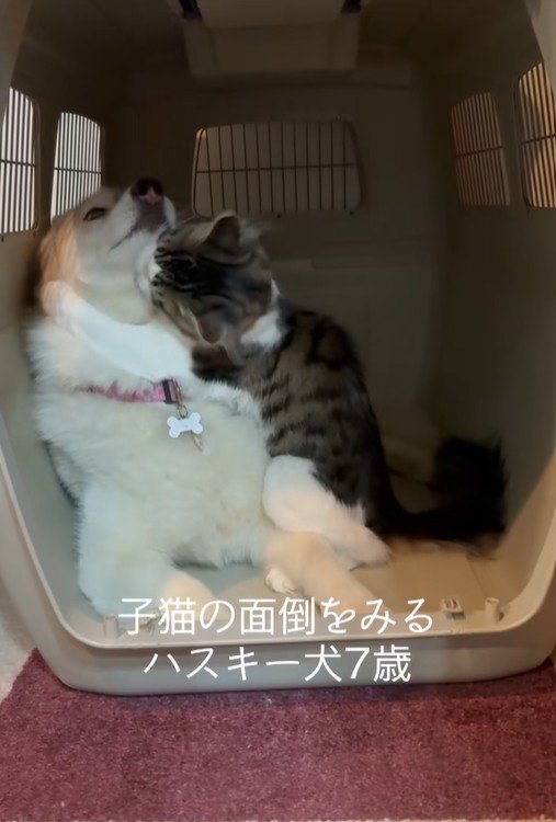 距離が近すぎるローズちゃんとロイくん5