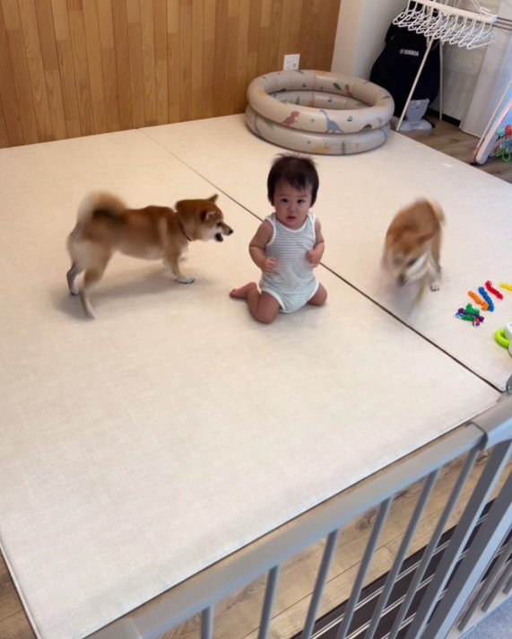 決して息子さんにぶつからない！