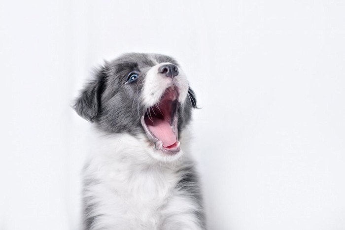 大きく口を開けている子犬