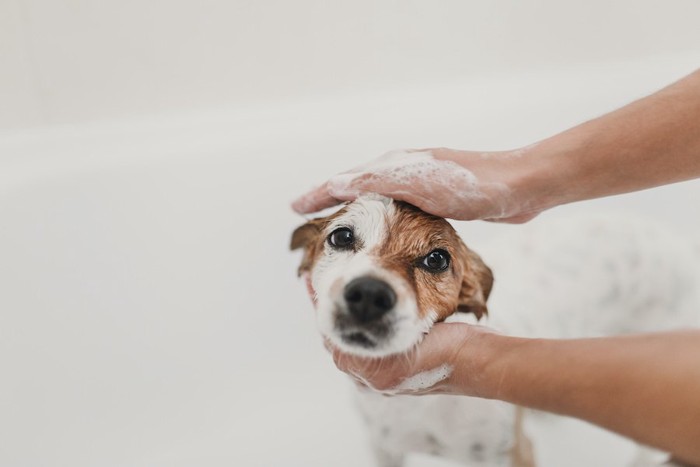 浴室でシャンプーされている犬