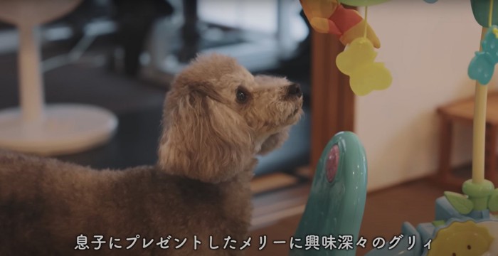 赤ちゃんメリーを見つめるトイプー