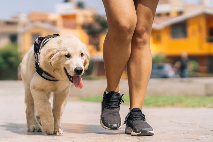 飼い主とノーリードで散歩する犬