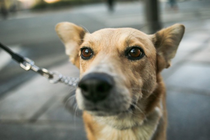 犬の顔アップ