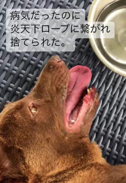 炎天下で捨てられていたあさちゃん