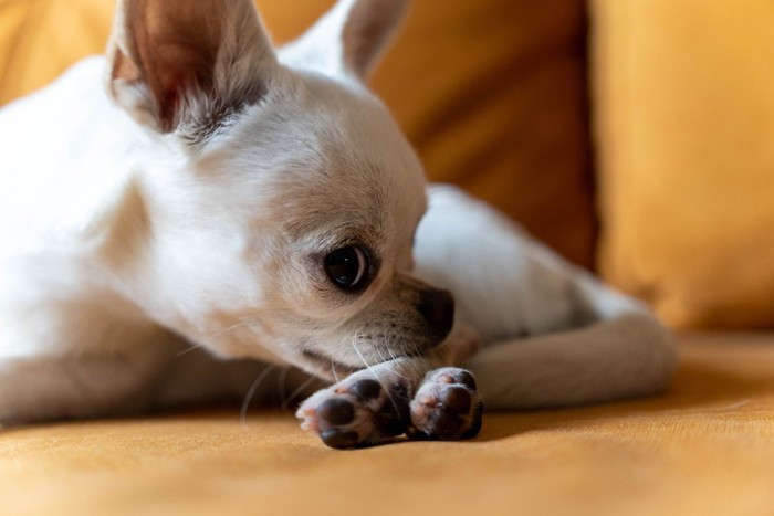 体を舐める犬