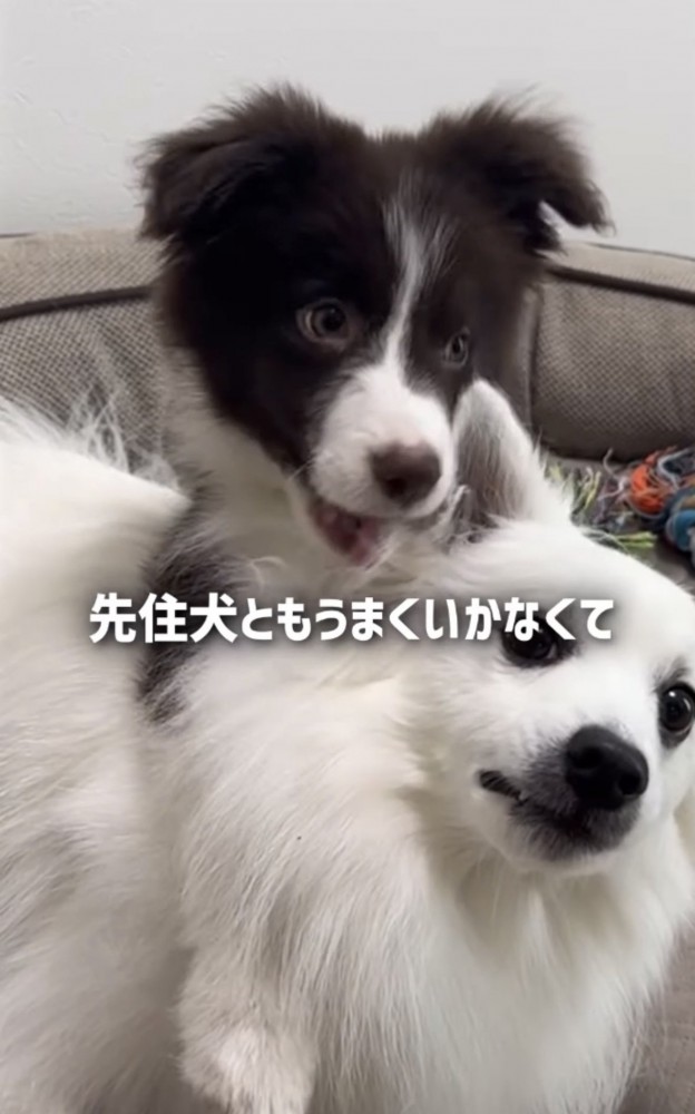 先住犬とも…