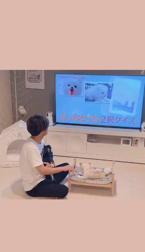 うにちゃんがテレビに出演！