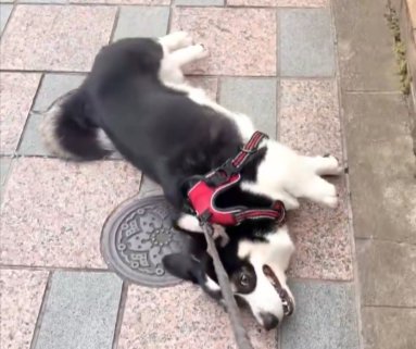 散歩拒否