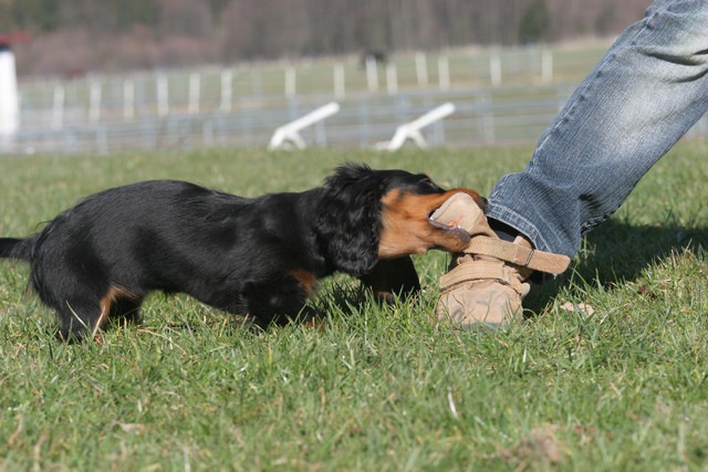 足に噛みつく犬