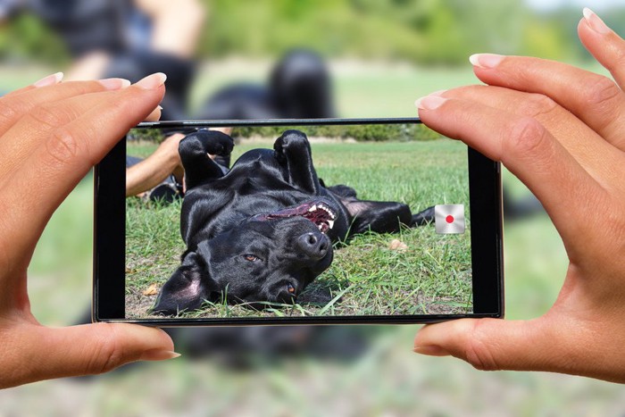 スマホで撮られる犬