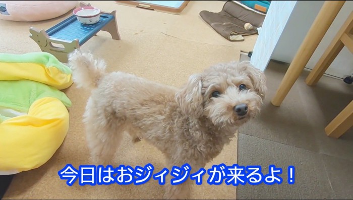 カメラを見上げる犬