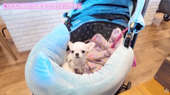 たくさん「可愛い」と言ってもらえました♪