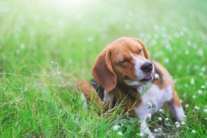 体を掻く犬