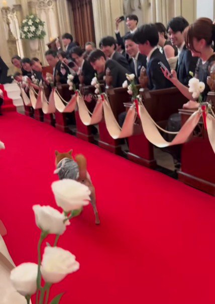 ご夫婦を見つけると…