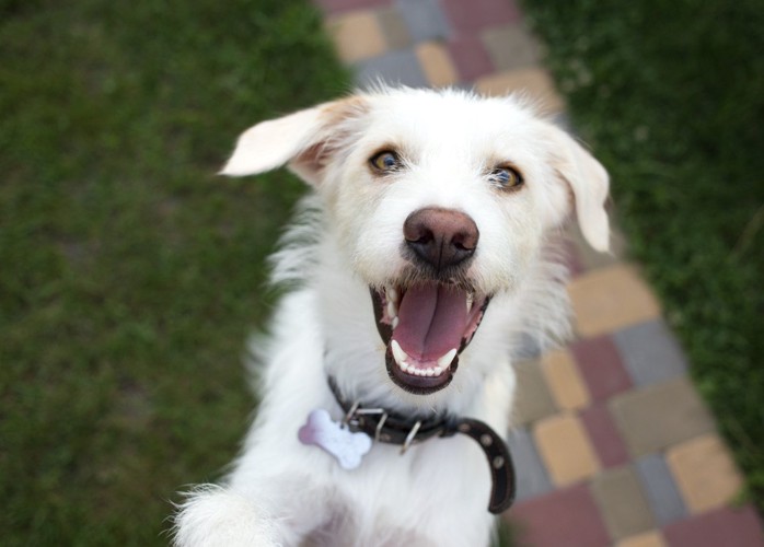 笑顔で飛びつく白い犬