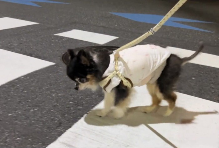 真剣な表情で歩く犬