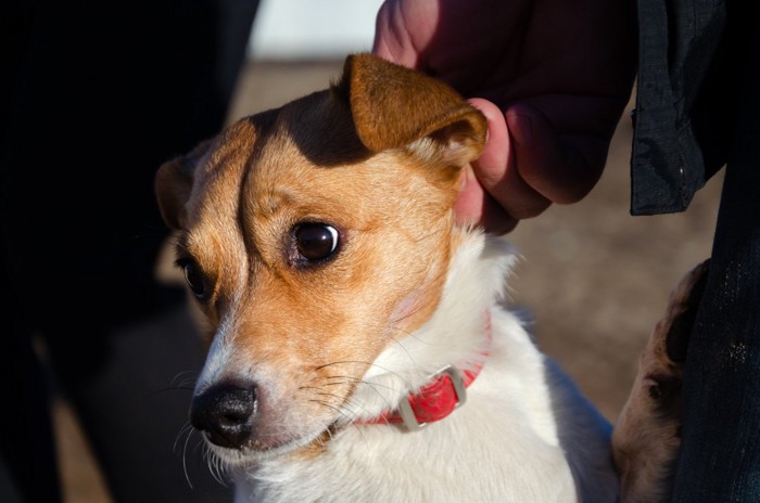 首のあたりを触られる犬