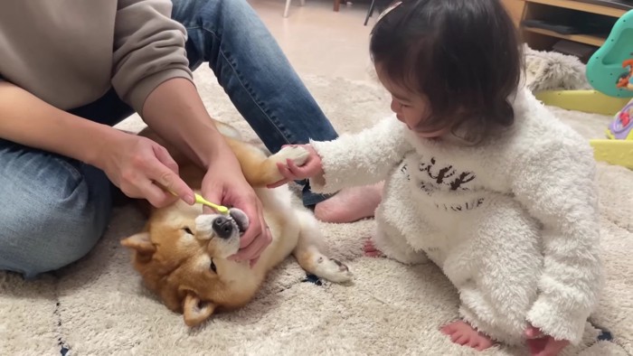 うにくんの歯磨きも手伝いたい