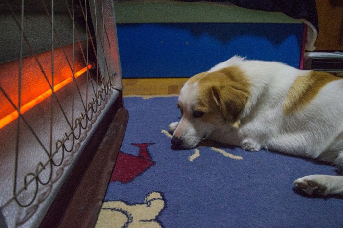 ストーブの前に居座る犬