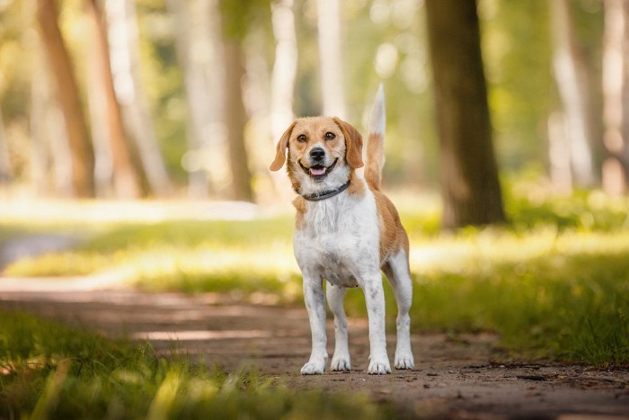 笑顔でしっぽを立てる茶白の犬