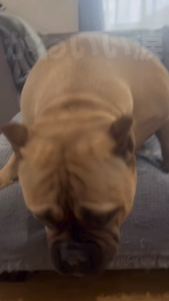飼い主さんのもとへ急ぐ犬