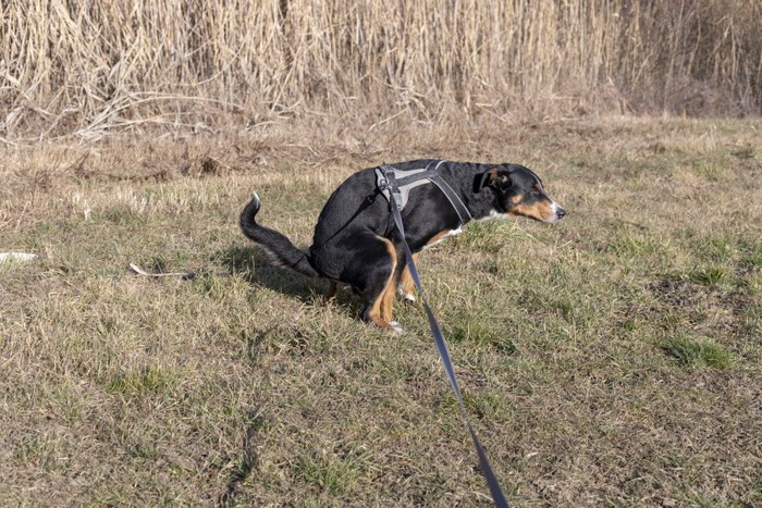 排泄中の犬