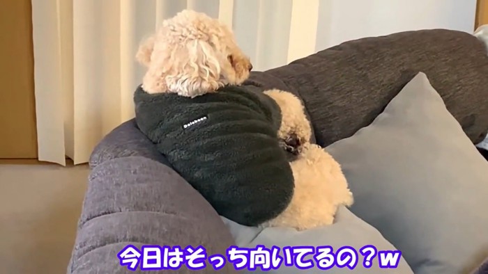 背を向けて座る犬