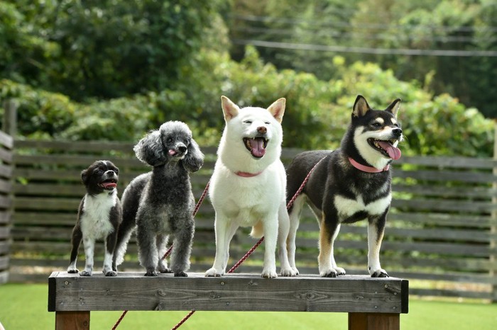 4匹で並ぶ柴犬・トイプードル・チワワ