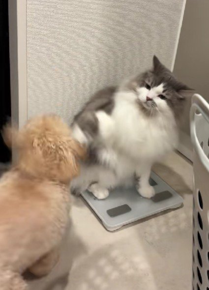 パンチを繰り出すことも