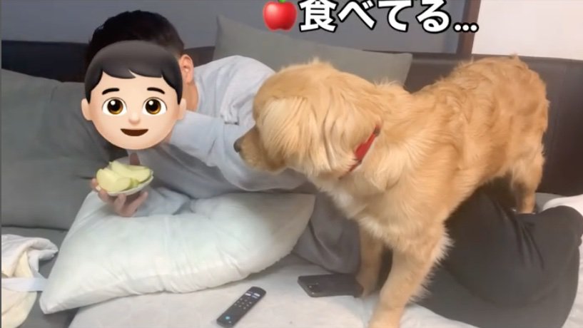 飼い主さんが食べているものが気になるピノくん