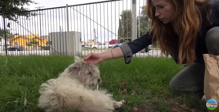 犬をなでる