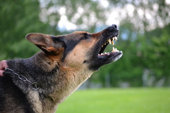 警戒して吠える犬