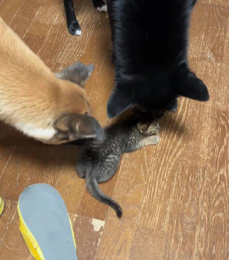 甲斐甲斐しい姿にホッコリ