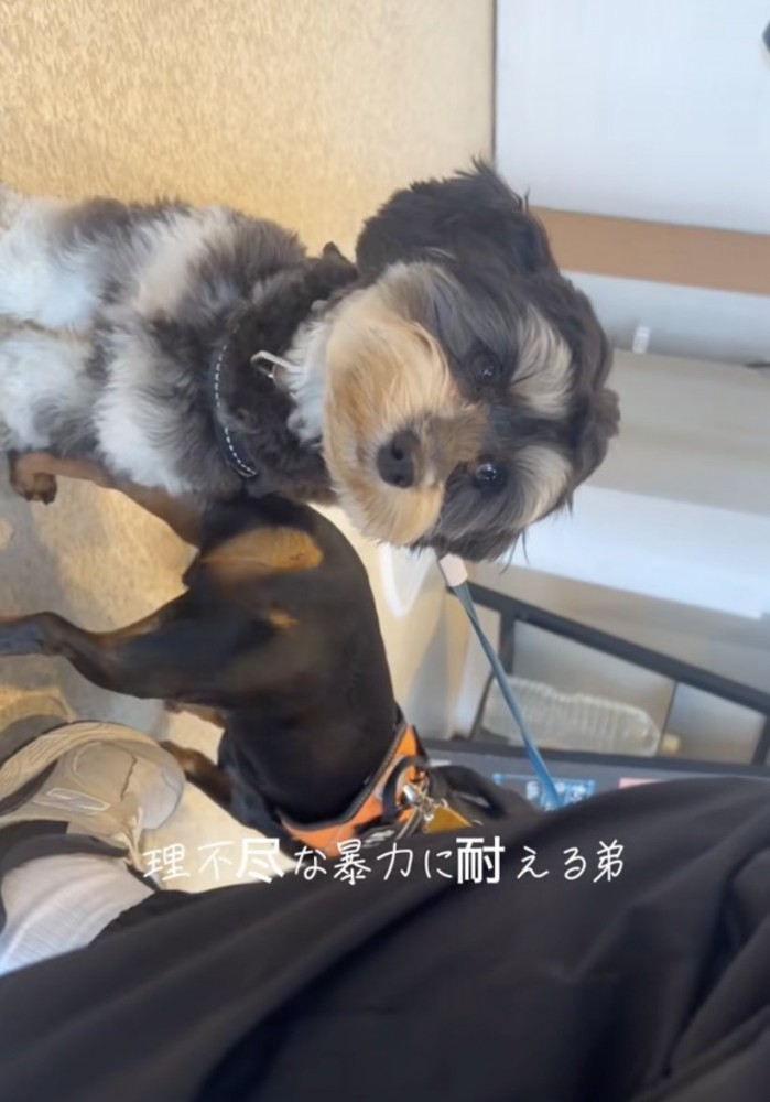 病院が苦手なめんまくん