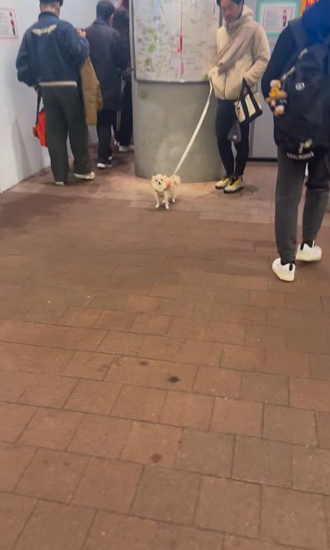 お迎えに来てくれたプティちゃん