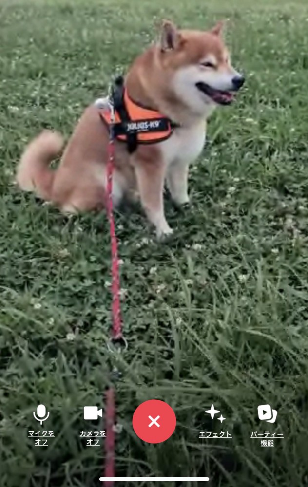 ビデオ通話が