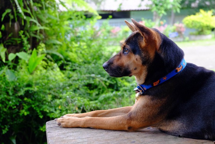 飼い主の帰りを待つ犬