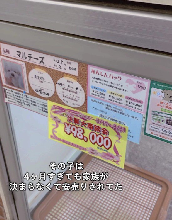 9万円まで値下げされた子犬だった