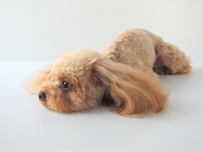 ぐったり床に伏せる犬